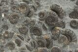 Polished Ammonite (Promicroceras) Cluster - Marston Magna #207732-2